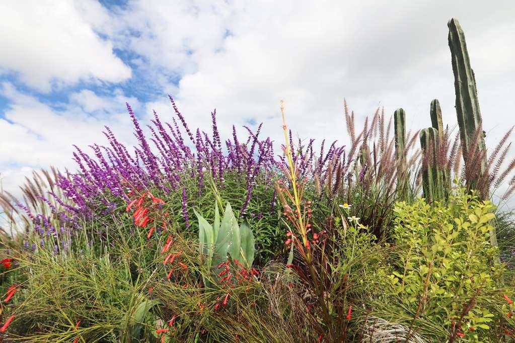 Albor San Miguel De Allende Tapestry Collection By Hilton Exterior photo
