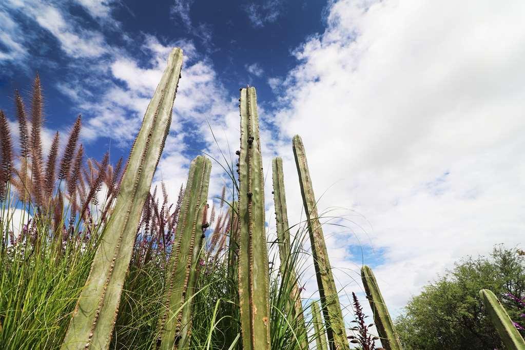 Albor San Miguel De Allende Tapestry Collection By Hilton Exterior photo