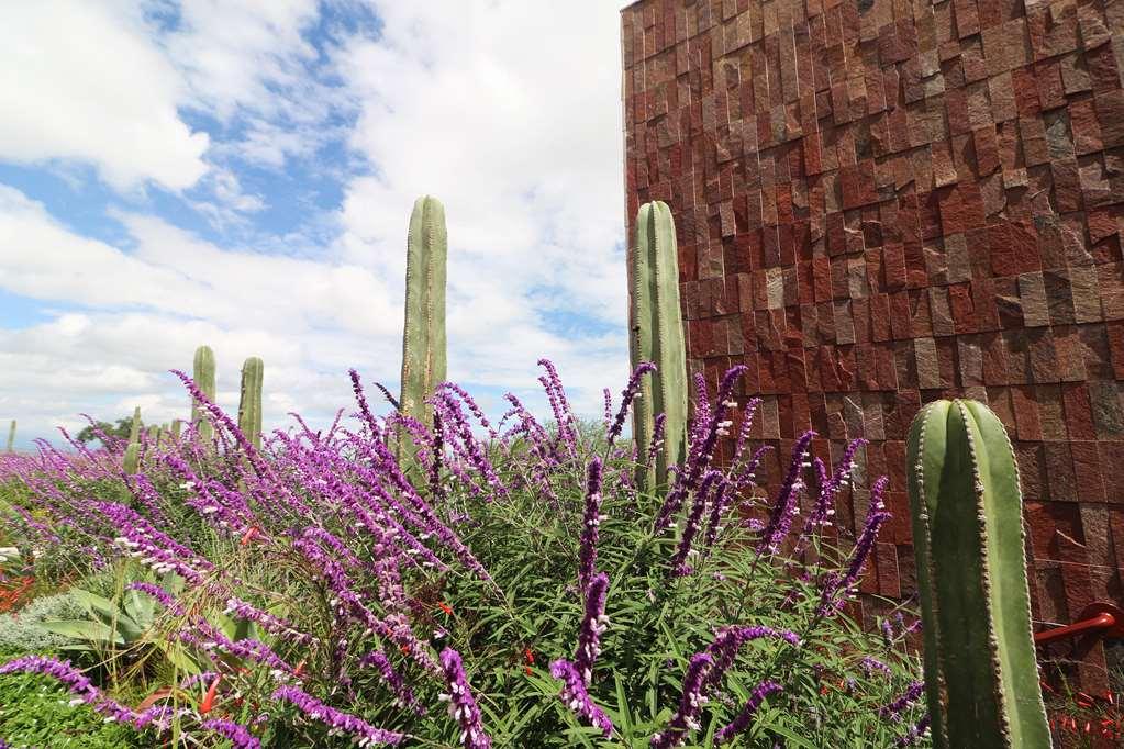 Albor San Miguel De Allende Tapestry Collection By Hilton Exterior photo